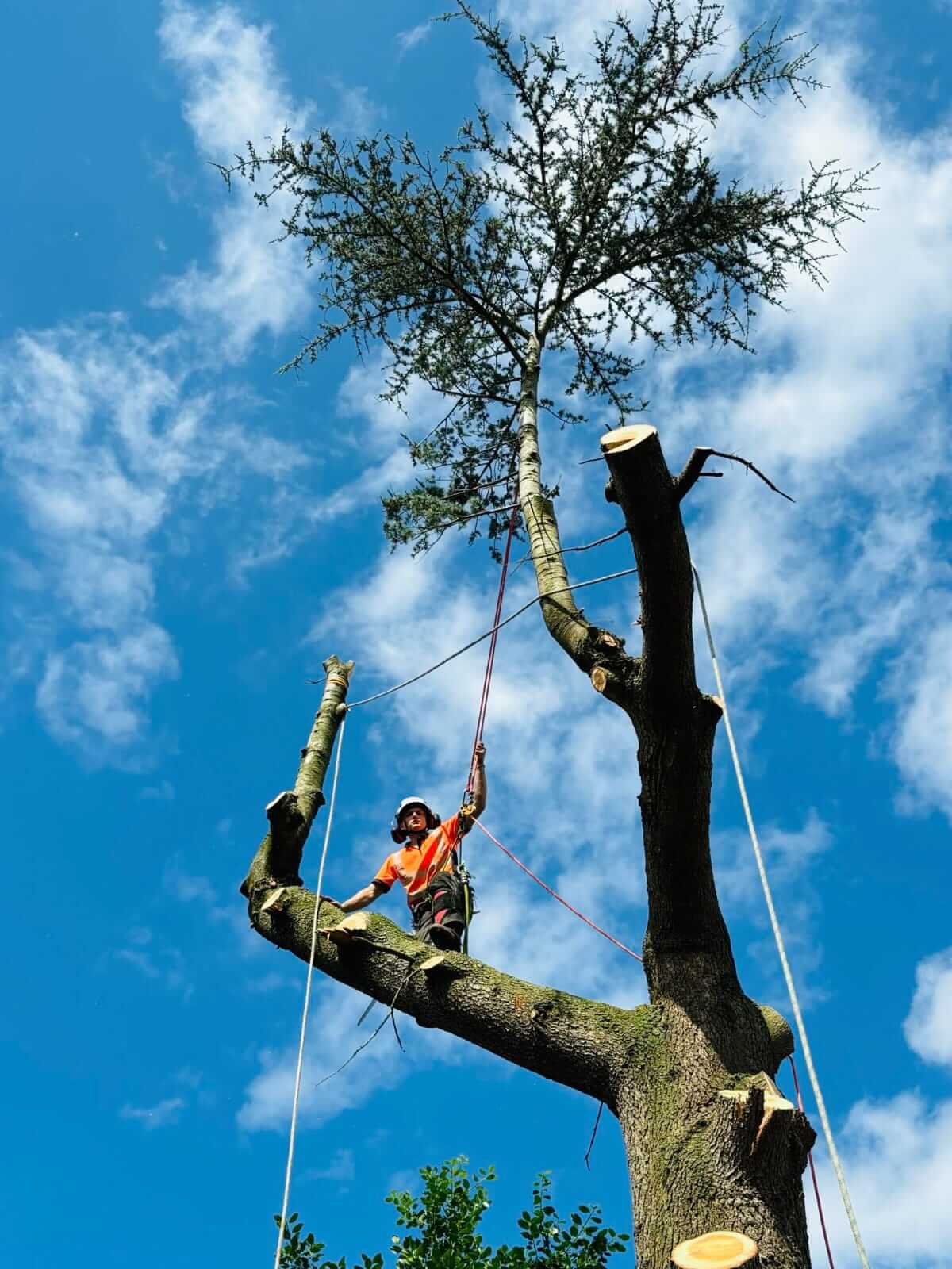 Tree services Kabulonga Lusaka